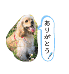 チワコッカー2（個別スタンプ：20）