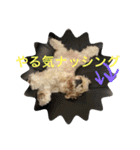 チワコッカー2（個別スタンプ：31）