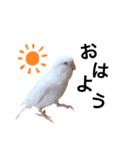 セキセイインコのチョコちゃん（個別スタンプ：1）