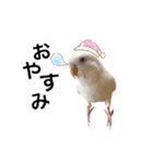 セキセイインコのチョコちゃん（個別スタンプ：2）