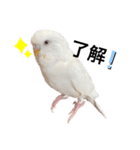セキセイインコのチョコちゃん（個別スタンプ：3）