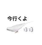 セキセイインコのチョコちゃん（個別スタンプ：4）
