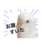 セキセイインコのチョコちゃん（個別スタンプ：7）