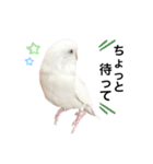 セキセイインコのチョコちゃん（個別スタンプ：8）