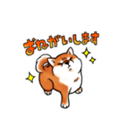 柴犬ちょびすけ3（個別スタンプ：1）