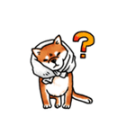 柴犬ちょびすけ3（個別スタンプ：3）
