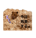 うるまろ（個別スタンプ：1）