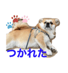 うるまろ（個別スタンプ：6）