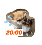 うるまろ（個別スタンプ：10）