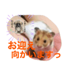 うるまろ（個別スタンプ：13）