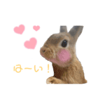 おしるこ あいさつスタンプ（個別スタンプ：3）