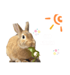 おしるこ あいさつスタンプ（個別スタンプ：5）