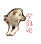 コロンのスラング（個別スタンプ：4）