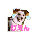 コロンのスラング（個別スタンプ：5）