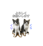 猫だけどぐりとぐら（個別スタンプ：1）