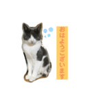 猫だけどぐりとぐら（個別スタンプ：2）