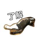 猫だけどぐりとぐら（個別スタンプ：4）