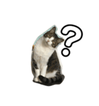 猫だけどぐりとぐら（個別スタンプ：5）