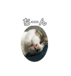 猫だけどぐりとぐら（個別スタンプ：6）