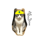 猫だけどぐりとぐら（個別スタンプ：7）