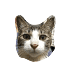 猫だけどぐりとぐら（個別スタンプ：8）