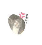 猫だけどぐりとぐら（個別スタンプ：9）