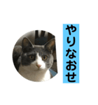 猫だけどぐりとぐら（個別スタンプ：11）