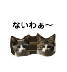 猫だけどぐりとぐら（個別スタンプ：12）
