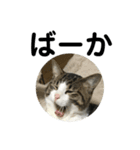 猫だけどぐりとぐら（個別スタンプ：13）