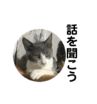 猫だけどぐりとぐら（個別スタンプ：14）
