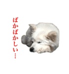 ダックス＆ミックス犬の日常スタンプ（個別スタンプ：1）