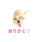 ダックス＆ミックス犬の日常スタンプ（個別スタンプ：2）