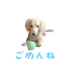 ダックス＆ミックス犬の日常スタンプ（個別スタンプ：3）