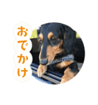 ダックス＆ミックス犬の日常スタンプ（個別スタンプ：5）
