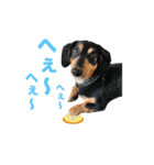 ダックス＆ミックス犬の日常スタンプ（個別スタンプ：6）