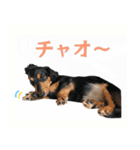 ダックス＆ミックス犬の日常スタンプ（個別スタンプ：8）