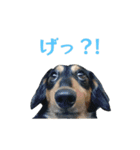 ダックス＆ミックス犬の日常スタンプ（個別スタンプ：9）