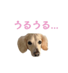 ダックス＆ミックス犬の日常スタンプ（個別スタンプ：10）