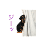 ダックス＆ミックス犬の日常スタンプ（個別スタンプ：11）
