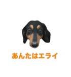 ダックス＆ミックス犬の日常スタンプ（個別スタンプ：13）