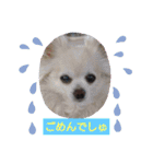 かわいいチワワ女子のスタンプ（個別スタンプ：8）
