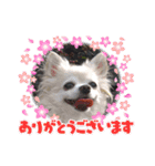 かわいいチワワ女子のスタンプ（個別スタンプ：10）