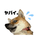 柴犬きなこの日常。（個別スタンプ：1）