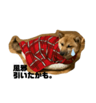 柴犬きなこの日常。（個別スタンプ：2）