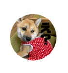 柴犬きなこの日常。（個別スタンプ：3）