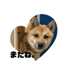 柴犬きなこの日常。（個別スタンプ：4）