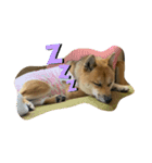 柴犬きなこの日常。（個別スタンプ：5）