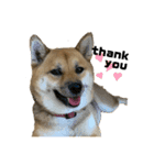 柴犬きなこの日常。（個別スタンプ：6）