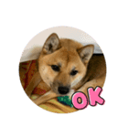 柴犬きなこの日常。（個別スタンプ：7）