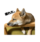 柴犬きなこの日常。（個別スタンプ：8）